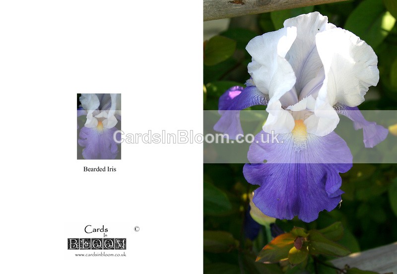 006 Bearded Iris - THE IRIS CARD COLLECTION