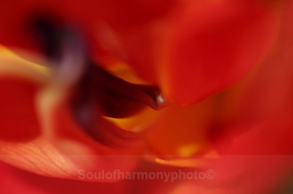 Delicacy  Of Love's Passion - Feature Series
