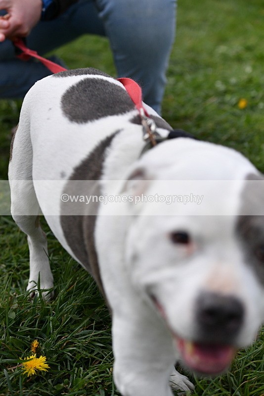 WJ5_0006 - Class 5 Best Veteran / 7 years & over