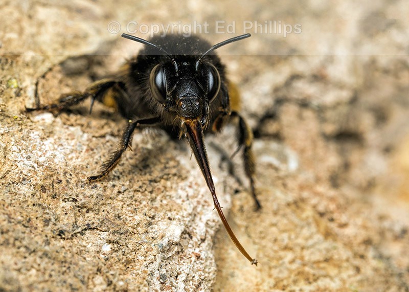 Anthophora  plumipes (f)