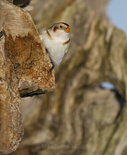 SNOW BUNTINGS - SNOW BUNTINGS