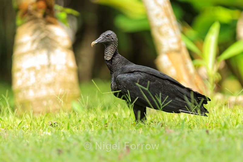 American Black Vulture, Costa Rica - American Black Vulture