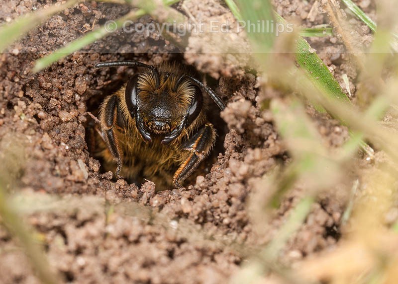 Andrena flavipes (f)