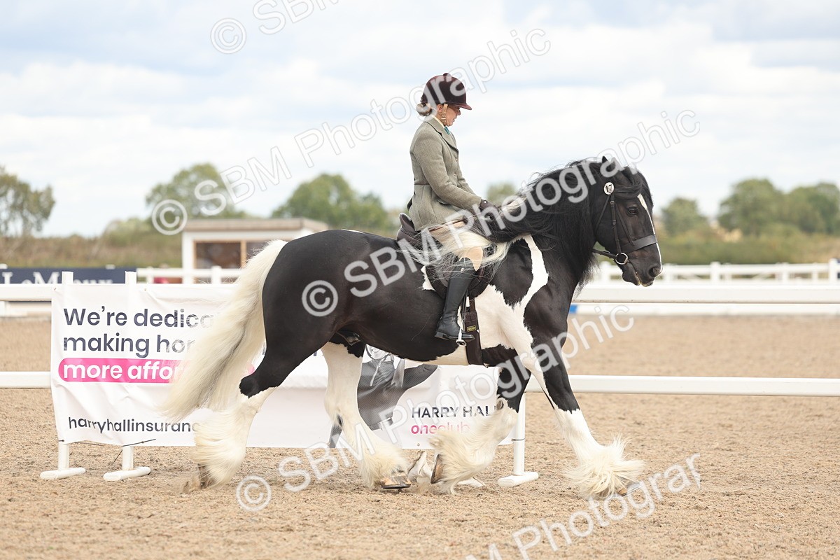 SBM_14726 - Class 308 - Ridden Coloured Horse