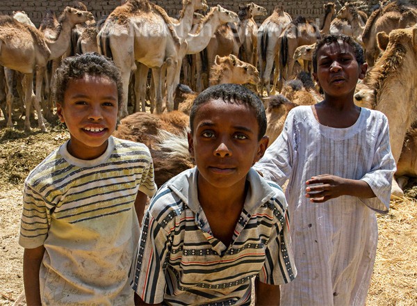 Camel boys - Exhibition acceptances