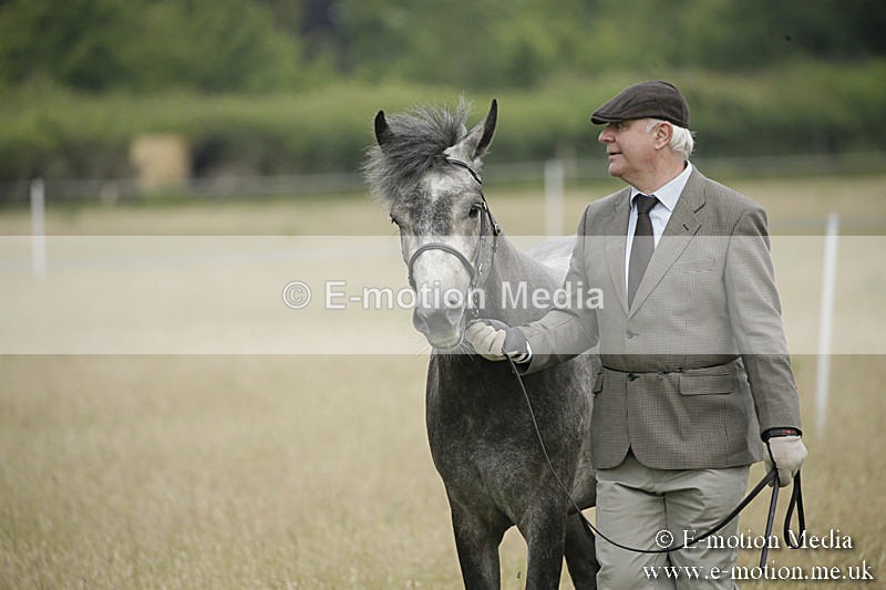 B230619-0119 - Bourne Valley Riding Club Summer Show 23/06/19