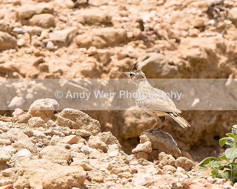 20150611-8E0A9441 - Abroad