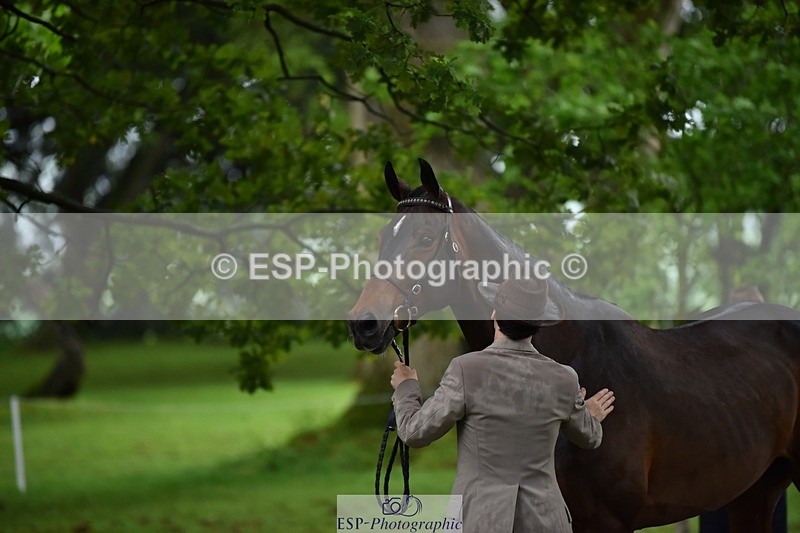 240522-161430-00806 - 162-HAZZLE_DAZZLE-Henry_Hobby