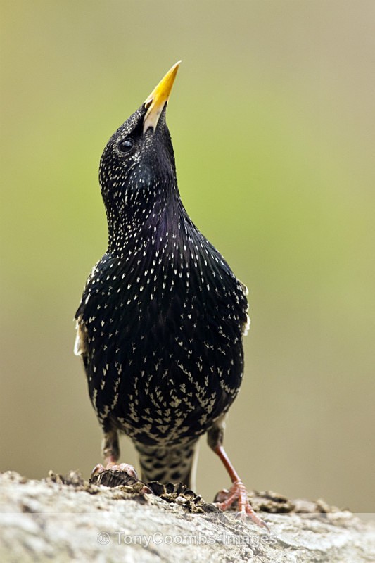 Starling - Drinking Pool Hides