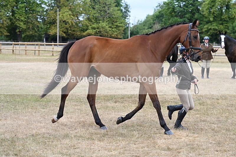 WJ7_0007 - Class 5a Most Handsome Gelding (above 14.2hh)