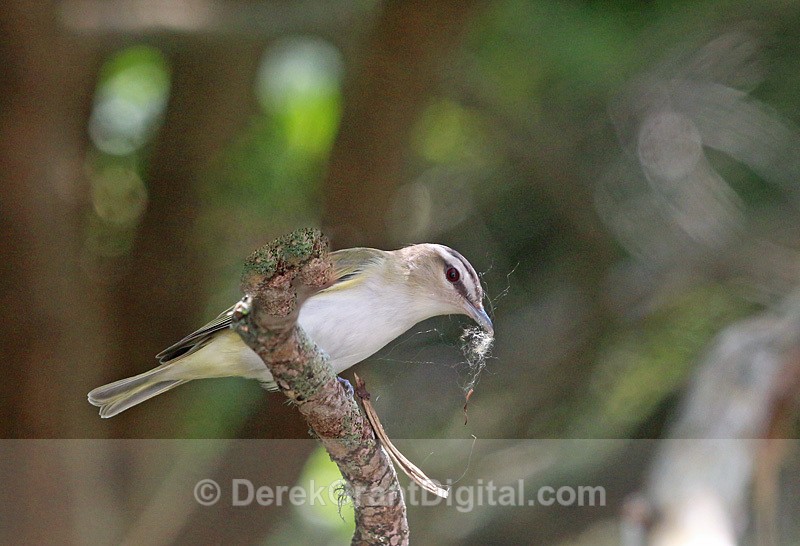 Red-eyed Vireo Vireo olivaceus - Birds of Atlantic Canada