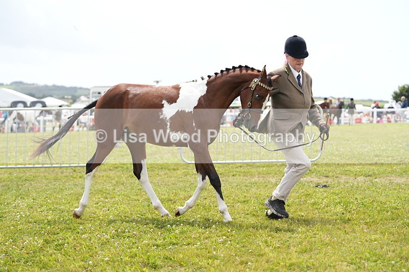 DSC06707 - Class 58: Coloured Pony Youngstock