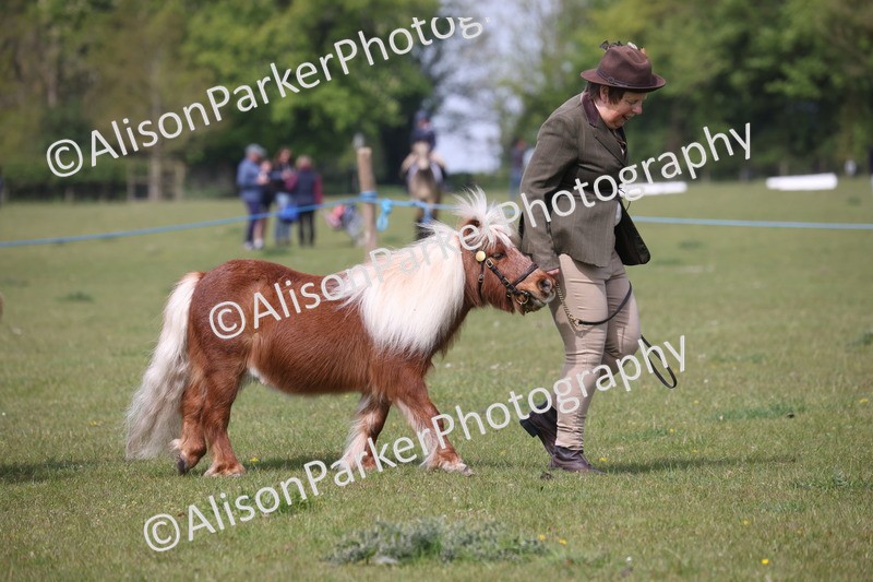 20260426-3130 - Class 26 - Shetland Ponies and Minitures