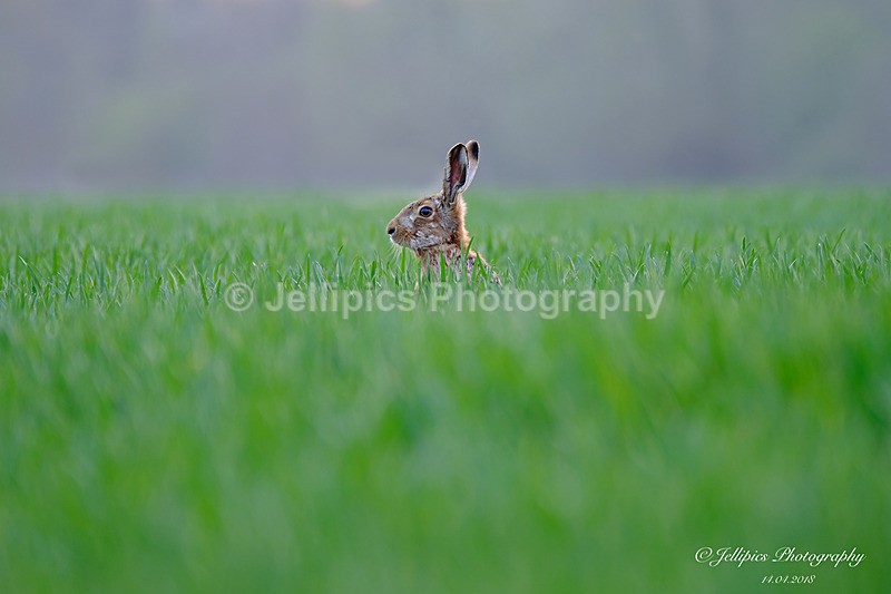  - Wildlife and Nature