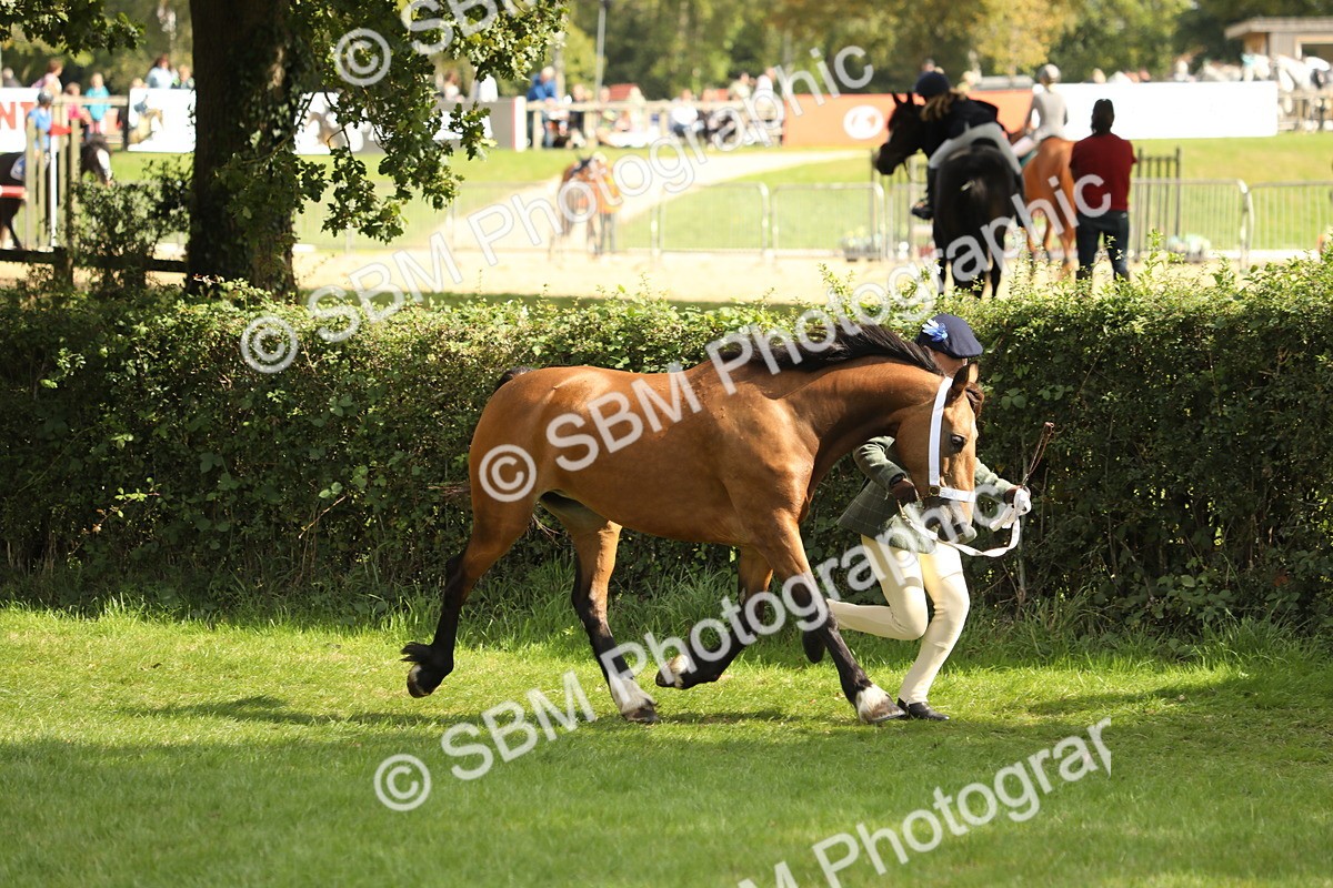 SBM_65380 - S47 - Mountain & Moorland In Hand Large Breeds