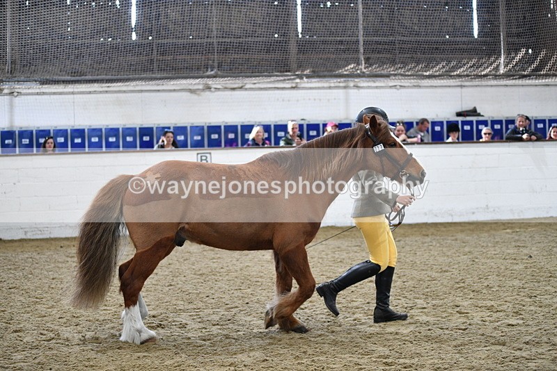 WJ5_4472 - Class 3 Part Bred In hand