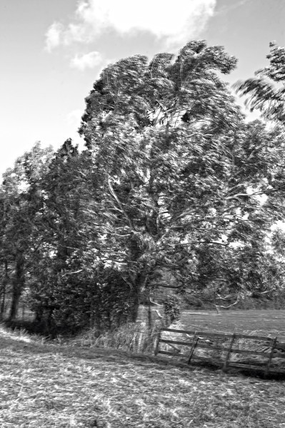  - Black and White