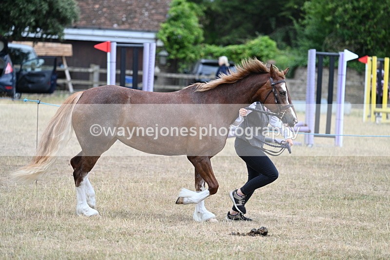 WJ7_8224 - Class 4 Prettiest Mare up to 14.2hh