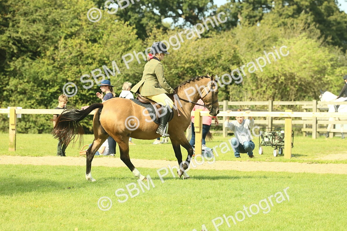 SBM_68862 - S58 - Mini Show Cob Ridden
