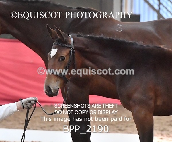 BPP_2190 - AFTERNOON 12.30 - 3.30PM