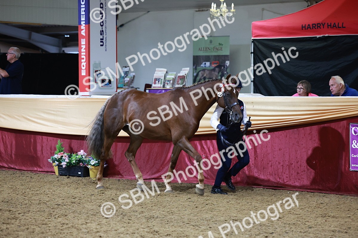 SBM_20406 - Class F - IH Small (148cm & Under)Champ