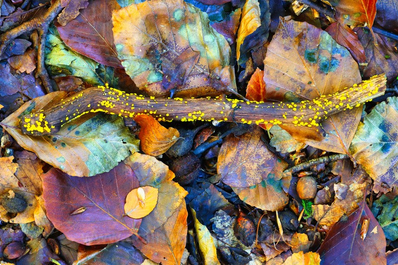 Autumn Forest Floor.    ref 6244 - macro and nature.