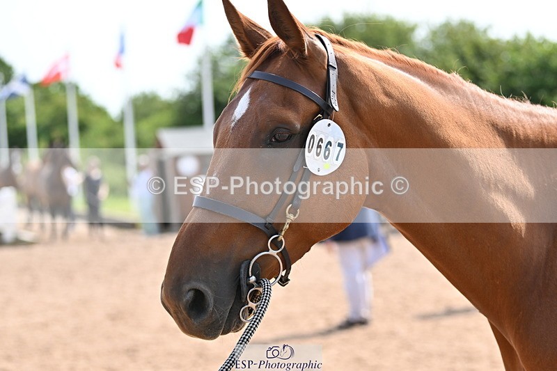 240717A-155343-03151 - Trot Up 3pm to 4pm