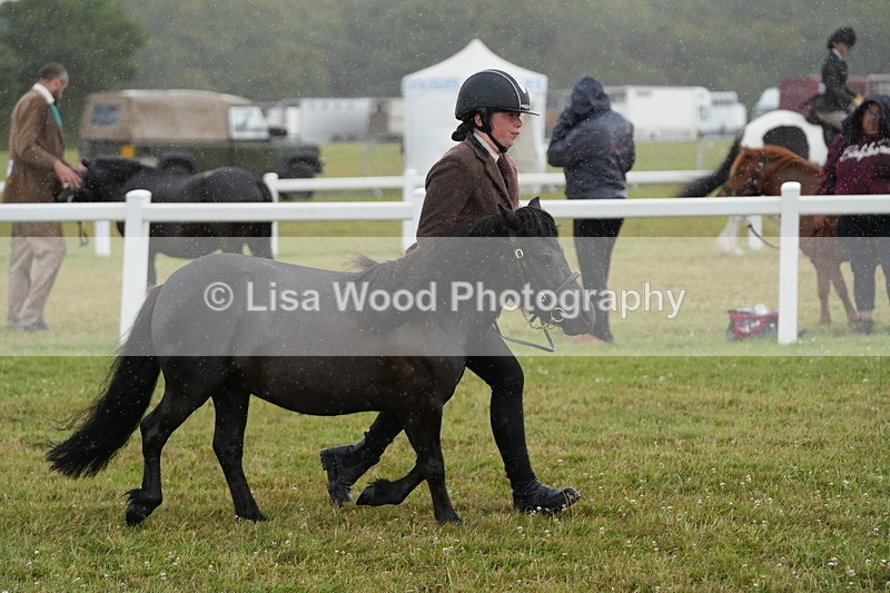 DSC04624 - Class 46: NPS Shetland Youngstock
