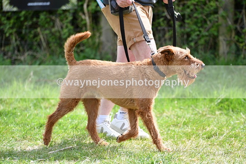 WJ5_9650 - Class 3 Most Handsome Dog