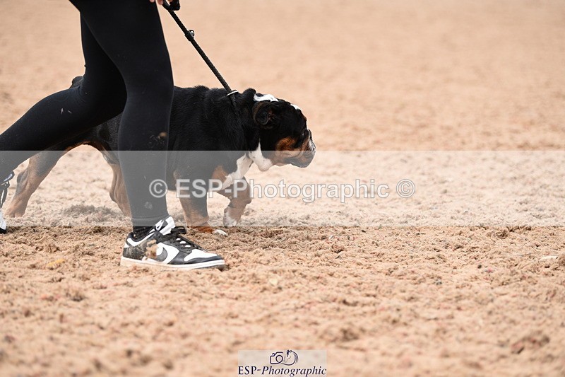 240518A-120824-01100 - Cls 3 Handsomest Dog