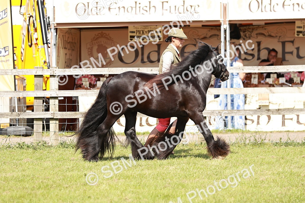 SBM_08539 - Class 63-65 - Traditional Gypsy Cobs In Hand & Ridden