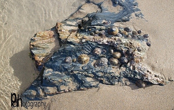 Bedruthan beach Shells-IMG_367 - Coastal
