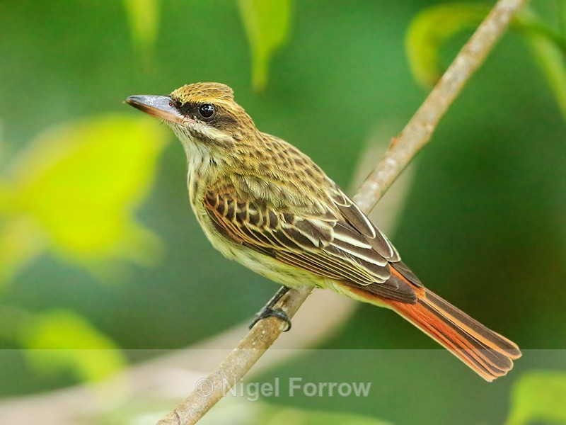 Streaked Flycatcher, Costa Rica - Streaked Flycatcher