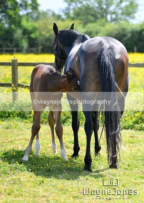 WJ5_4292 - Lyford Stud - Foals 01-06-25