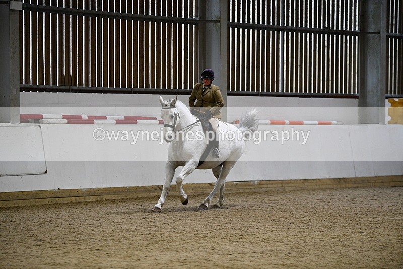 WJ5_9045 - Class 15 Ridden Show Horse