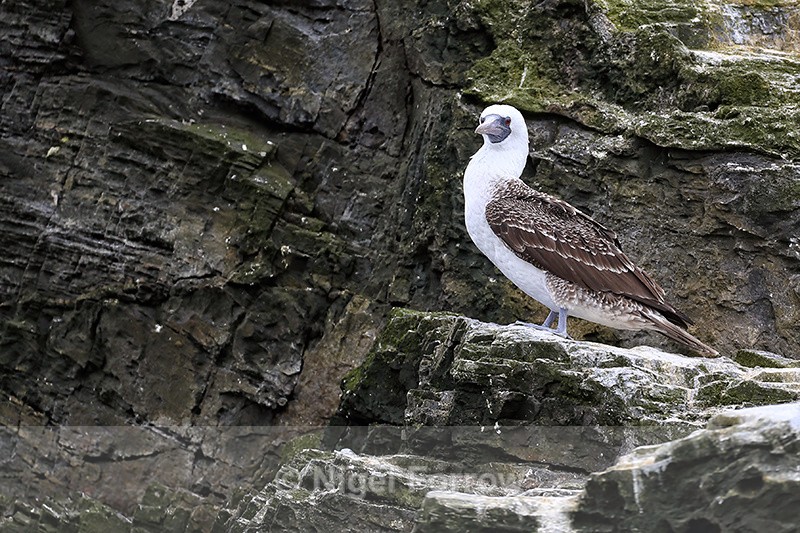 Side view of Peruvian Booby, Chanaral Island, Chile - Peruvian Booby