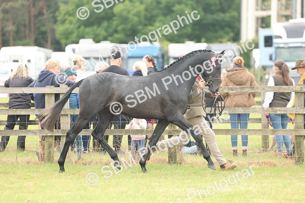 SBM_05469 - Class 68-73 - Riding Pony Breeding