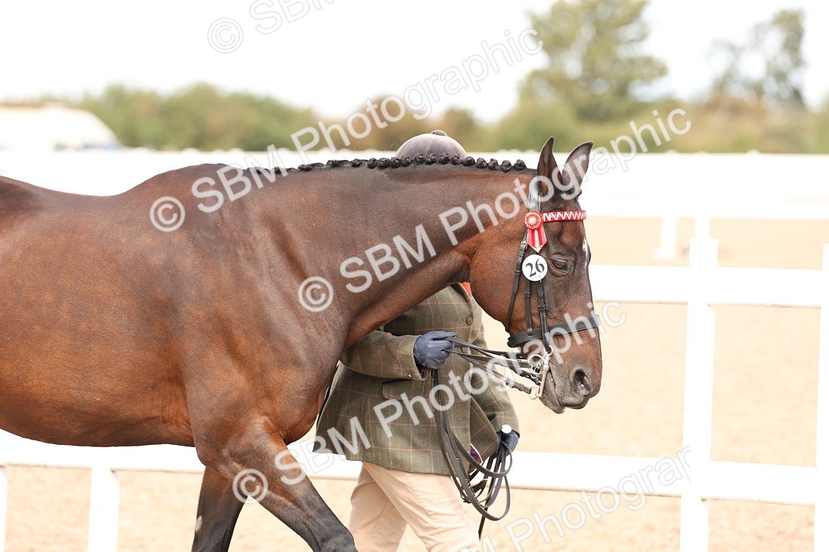 SBM_15316 - Class 210- IH Show Horse