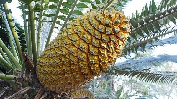 Cycad Cone-Sth Africa - MACRO & CLOSE UPS