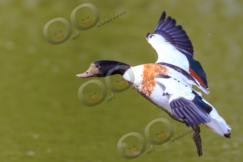 shellduck Tadorna tadorna-5573 - UK birds