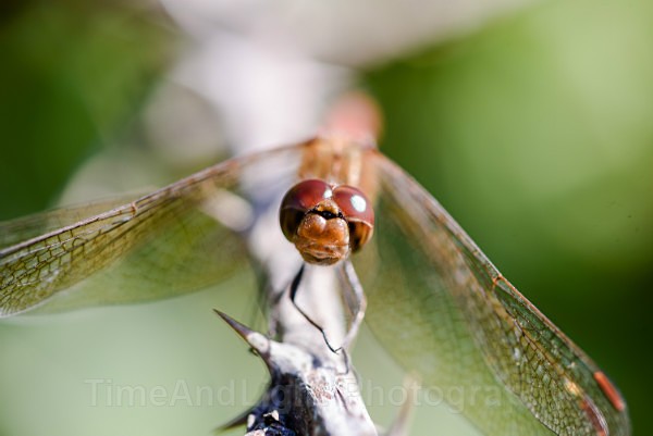 Male Common darter - Dragonflies & Damselflies