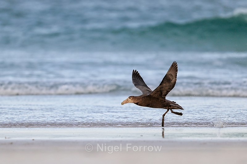 Southern Giant Petrel takeoff run, Volunteer Point, Falklands - Southern Giant Petrel