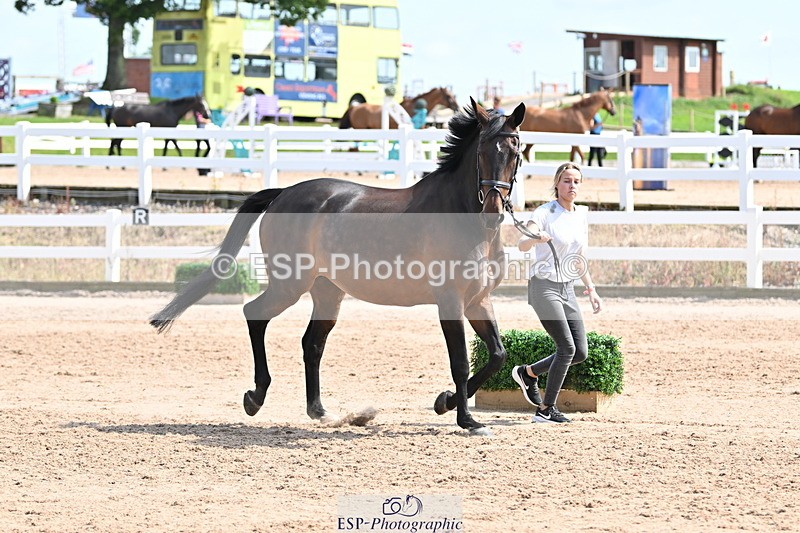 240717A-153801-02932 - Trot Up 3pm to 4pm