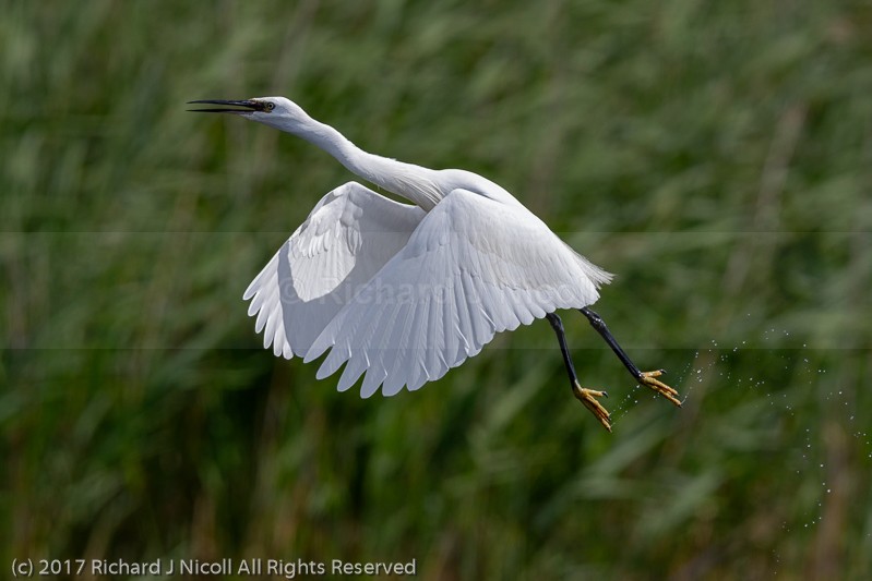 Little Egret (Egretta garzetta) taking off - Little Egret (Egretta garzetta)