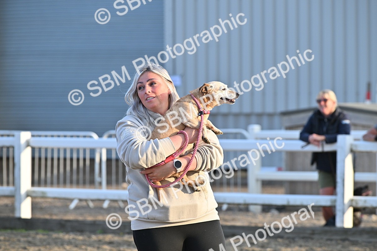 SBM_09500 - Lorry Dogs