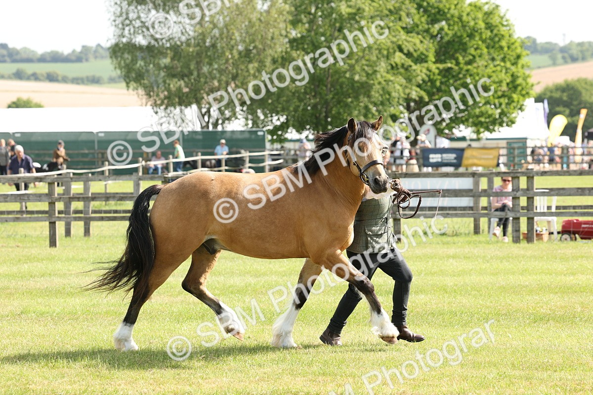 SBM_02146 - Class 6-13 - Mountatin and Moorland In Hand Welsh Breeds
