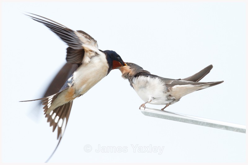 Aerial Agility - Latest Work