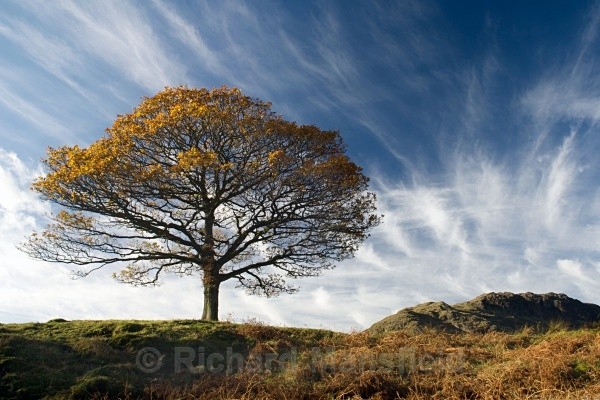 Lone Tree, Little Langdale - Lake District