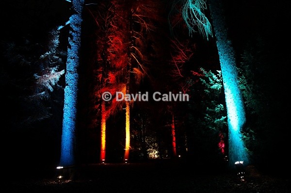 Illuminated Forest 1 - Nocturnal