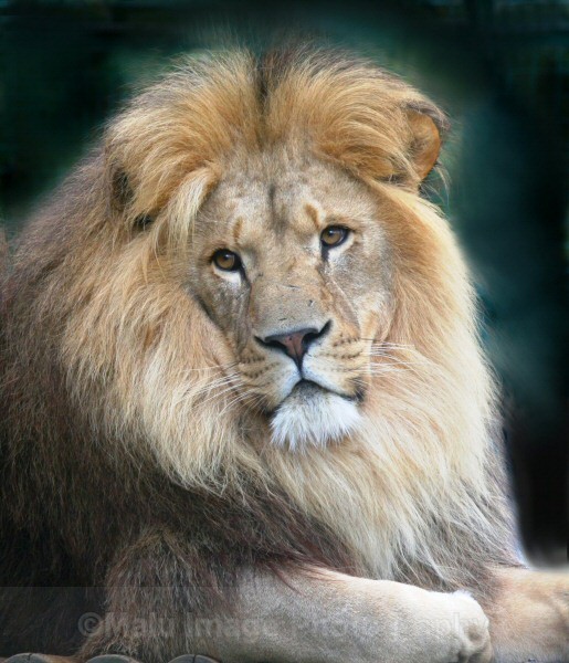 257 TINY - BIG CATS